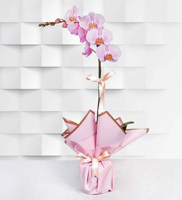 pembe-midi-orkide.jpg