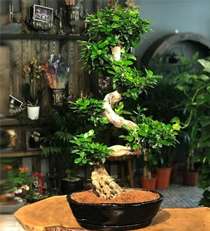 Buyuk_boy_bonsai_mini.jpg
